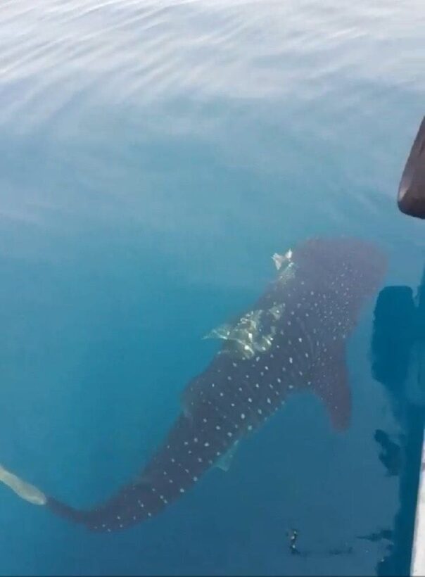Whale shark sighted off Koh Racha | Thaiger