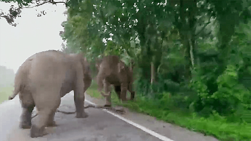 Warning for horny pachyderms in Phetchaburi