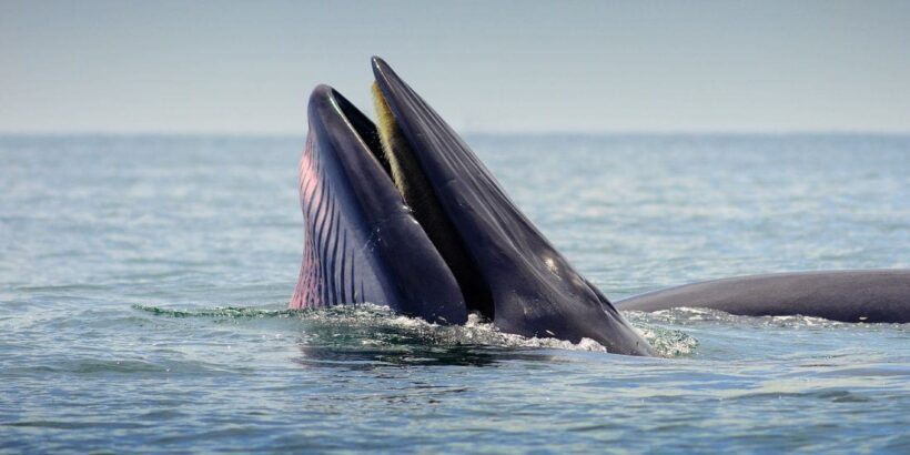 Whale watching season starts off Phetchaburi coast