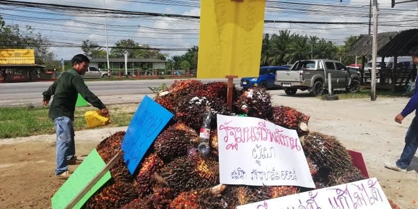 ชาวสวนปาล์มน้ำมัน กระบี่ เผาปาล์มทิ้ง ประท้วงราคาตกต่ำ | The Thaiger