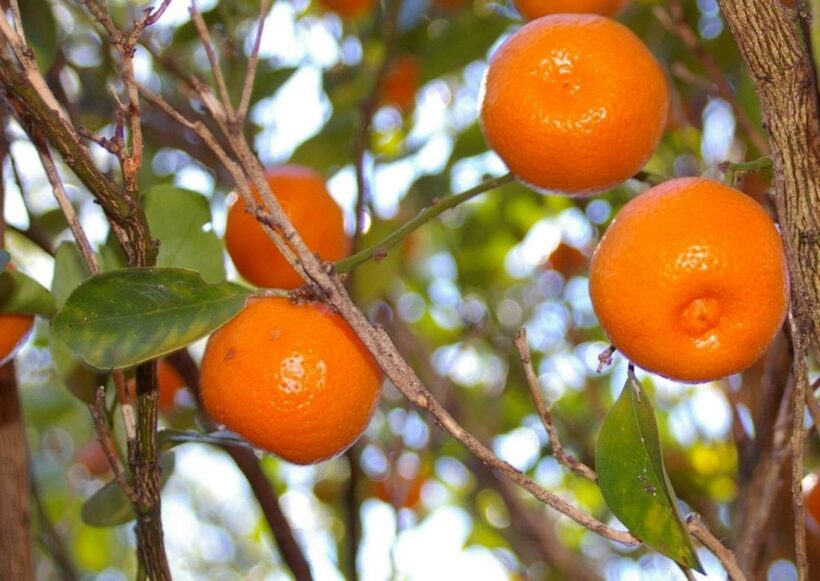 ALERT: Amoxicillin use in Thai orange orchards