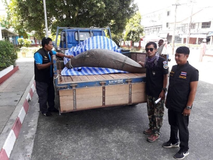 Dead dugong found in Trang sent to Phuket