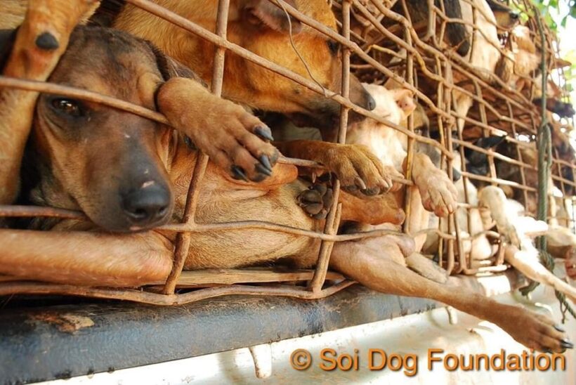 Hanoi ‘must end eating of dogs before Formula 1’ – Soi Dog Foundation