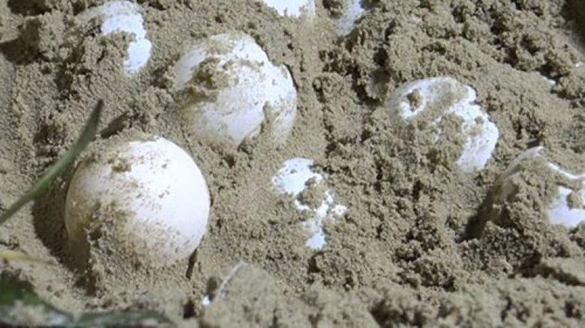 Cash for sea turtle eggs | News by Thaiger