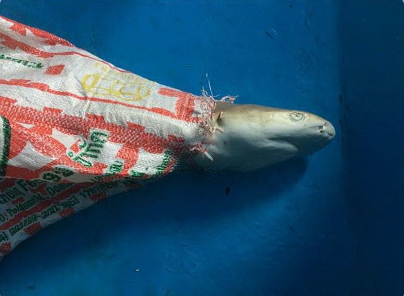 Blacktip reef shark found dead in a bag at Maya Bay