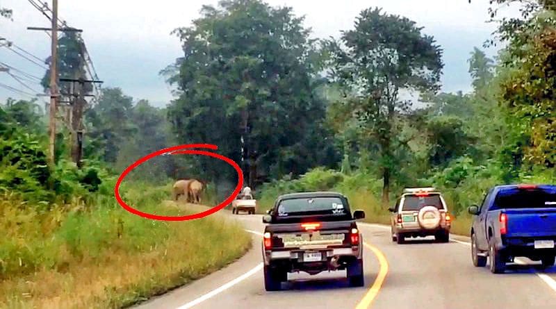 Beware. Horny elephants in Hua Hin