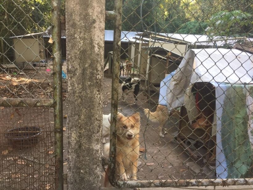 “Round up the BKK soi dogs and send them up-country” – Soi Dog Foundation responds