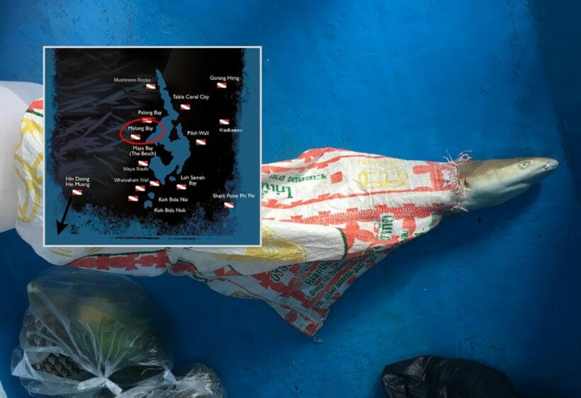 ‘Shark in bag’ wasn’t found at Maya Bay