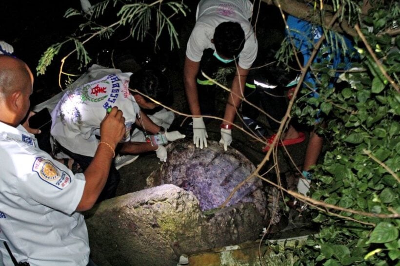 20 year old sea turtle found in the mangroves near Saphan Hin