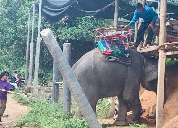 นักท่องเที่ยวแคนาดาพลัดตกจากหลังช้างได้รับบาดเจ็บ พื้นที่ ต.ฉลอง | The Thaiger