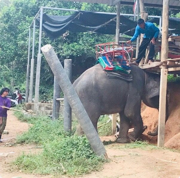 Canadian tourist in hospital after falling from an elephant ride