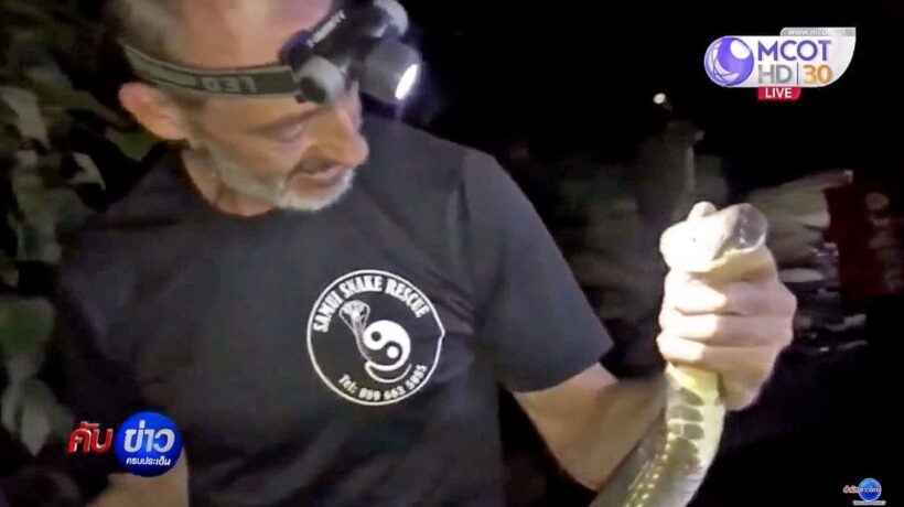 Part-time Samui snake man catches King Cobra with bare hands