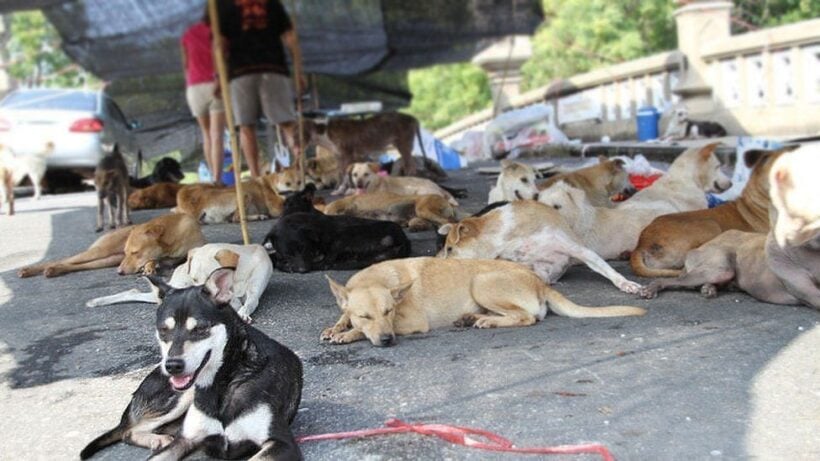 BMA says it’s time to sort out Bangkok’s soi dogs