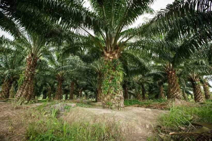 Government to give cash handouts to oil palm planters