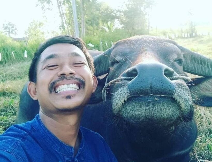 Buffalo smiles end up in tears