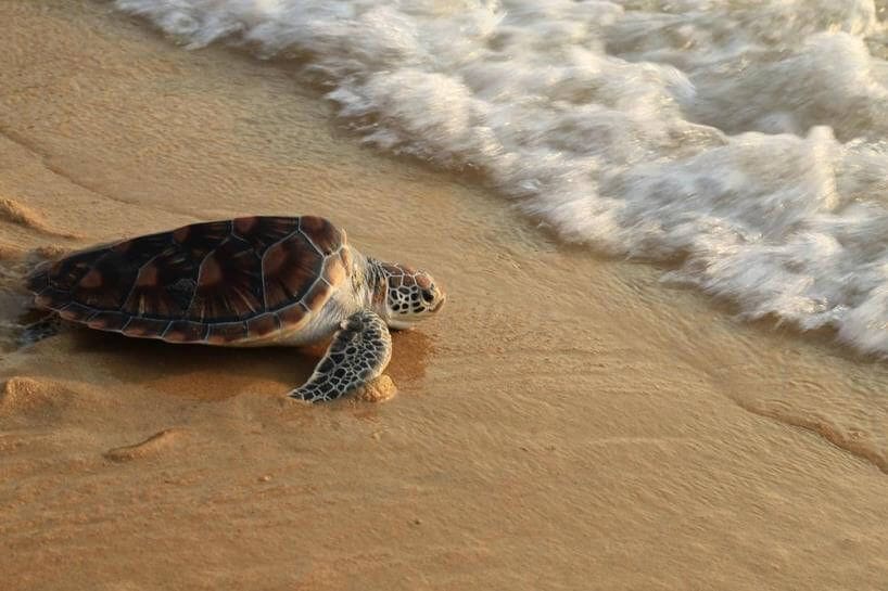 Cash for sea turtle eggs