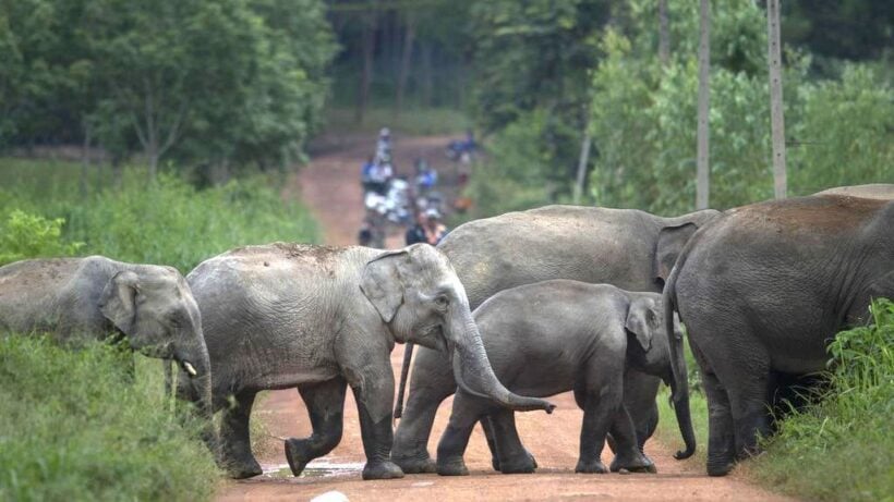 Wild elephants kill official in Chachoengsao