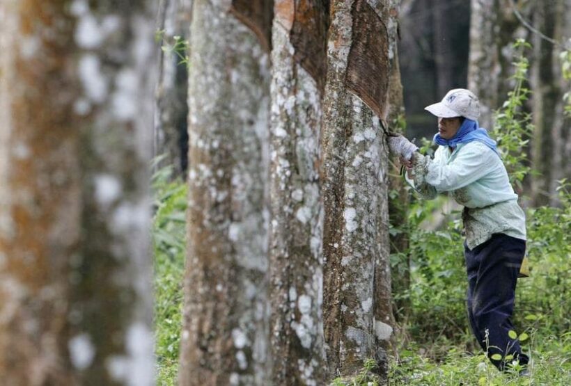 Cabinet agrees to bail out rubber planters and tappers