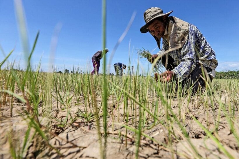 Drought declared in five Khon Kaen districts