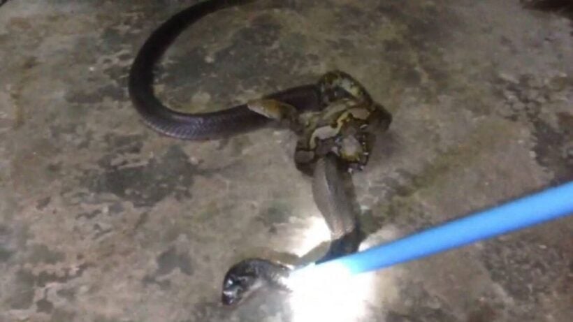 Krabi rescue workers stop a python and cobra fight – VIDEO