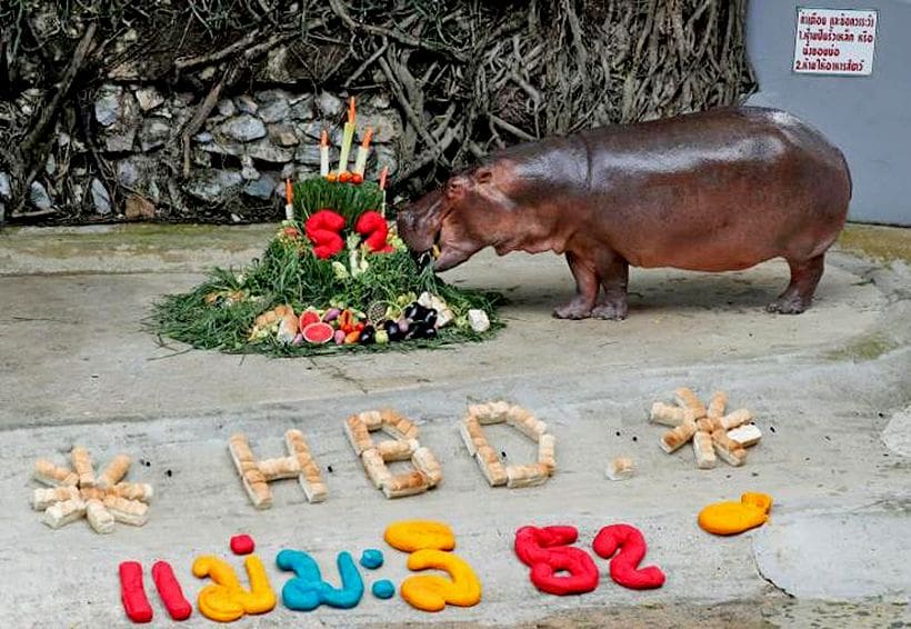 Famous 52 year old hippo gets a new home