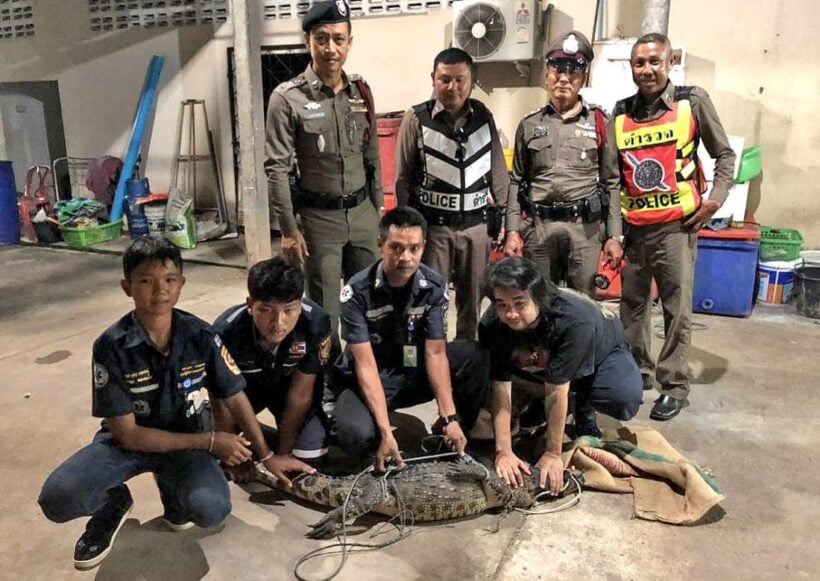 Wandering crocodile found at Krabi restaurant