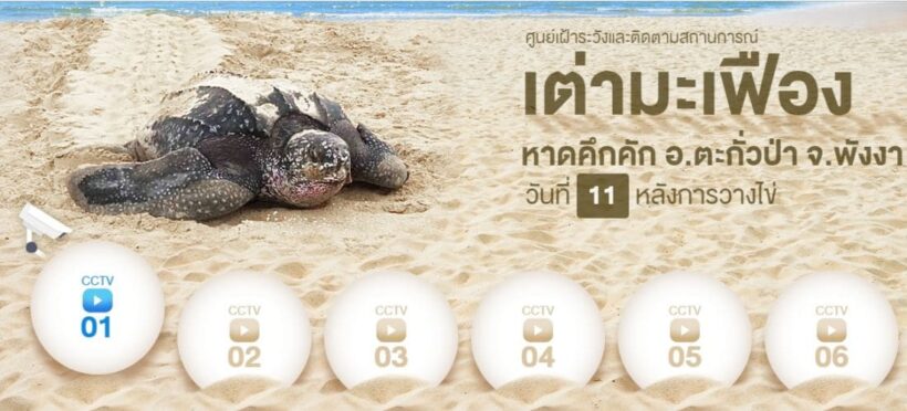 Watch leather back sea turtle eggs on Phang Nga beach via cams