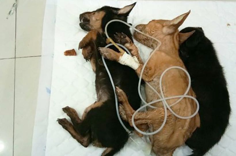 Hundreds of diseased cats & dogs living in Bangkok animal shelter