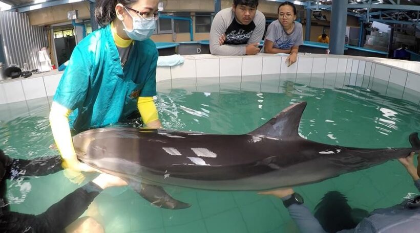 Young dolphin died from natural causes