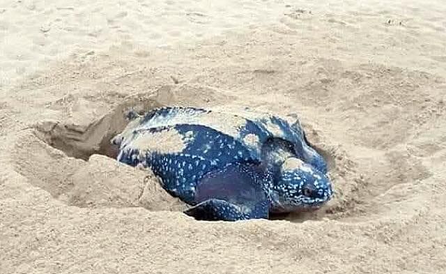 Big leatherback sea turtle lays eggs in Phang Nga – VIDEO