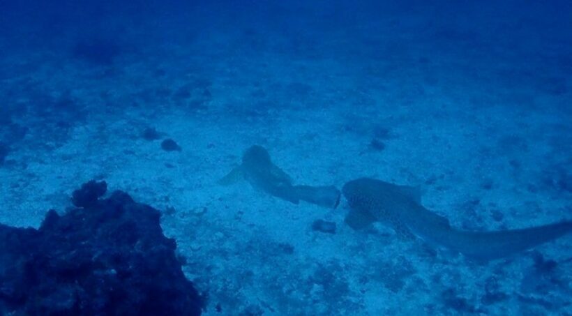 Rare species back at Similan Islands after tourist numbers restricted – VIDEO