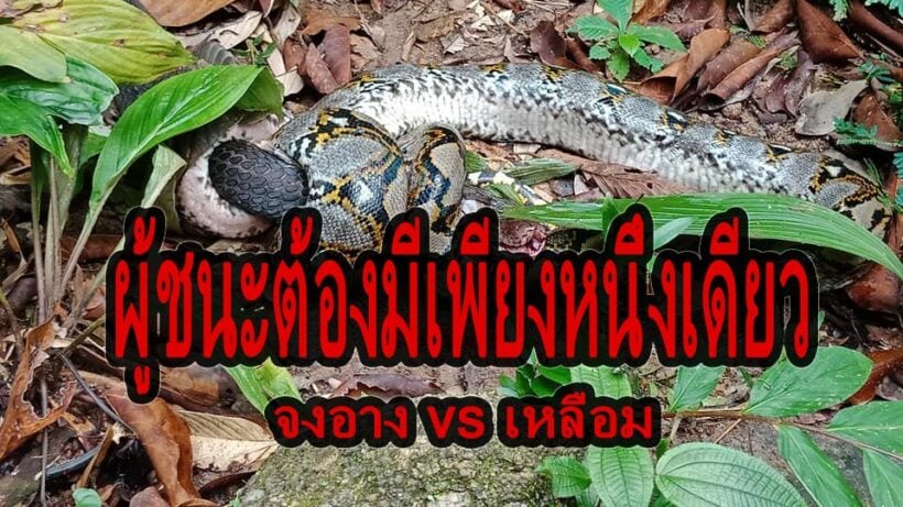 ระทึก! งูเหลือมปะทะงูจงอาง ศึกนี้ใครจะอยู่ใครจะไป – คลิป | The Thaiger