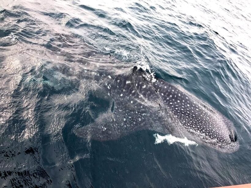 Two whale sharks sighted off Kamala Beach