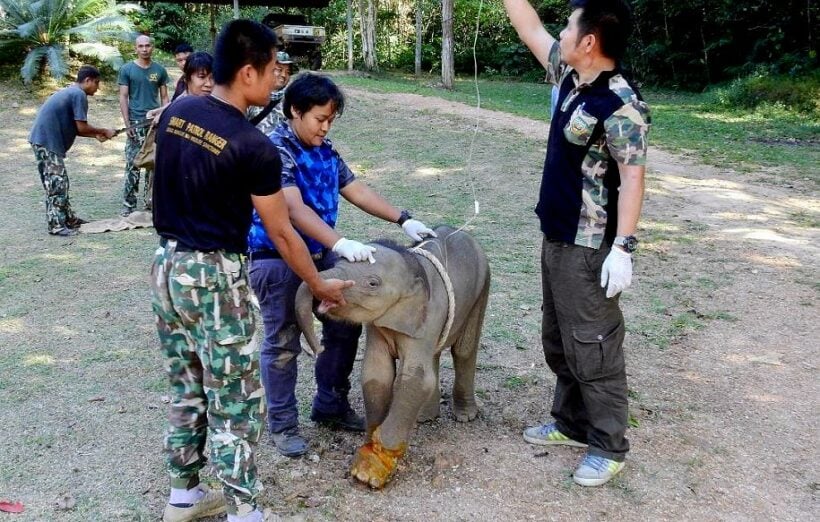 Baby elephant saved after being snared in a hunter's trap | News by Thaiger