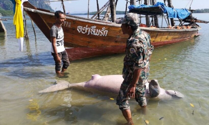 Pregnant dugong killed by boat propellor