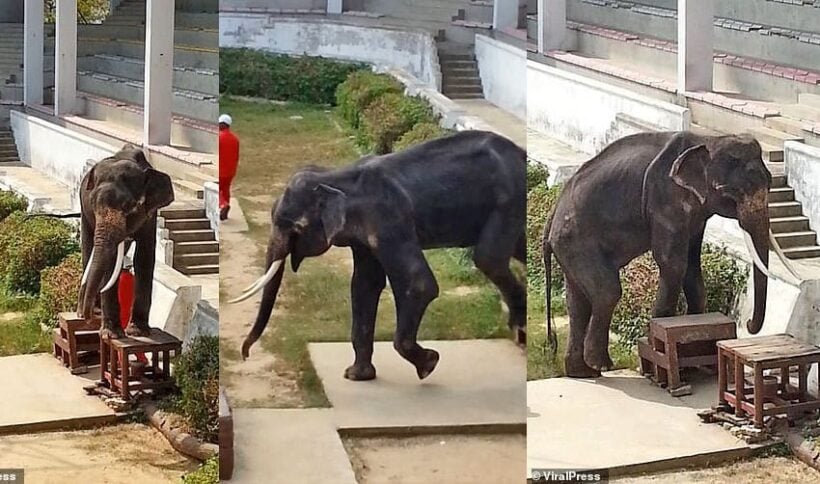 Tourists complain about thin elephant being forced to do party tricks