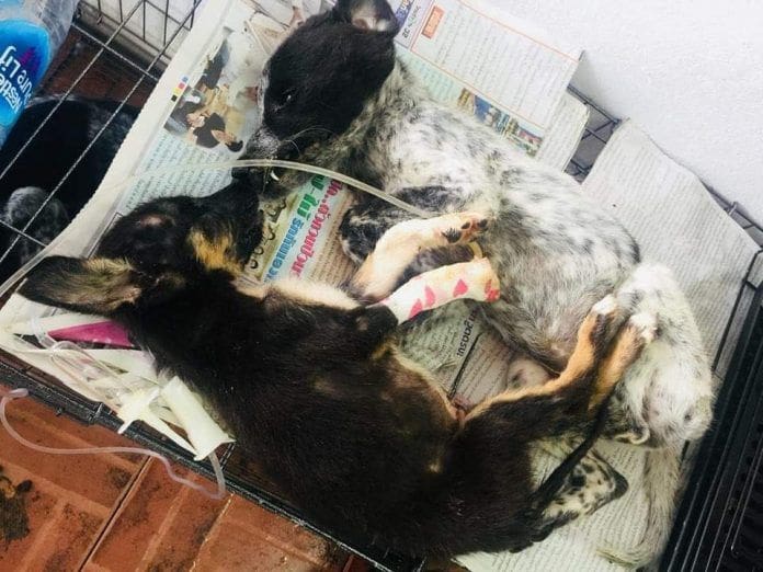 Hundreds of diseased cats & dogs living in Bangkok animal shelter | News by Thaiger