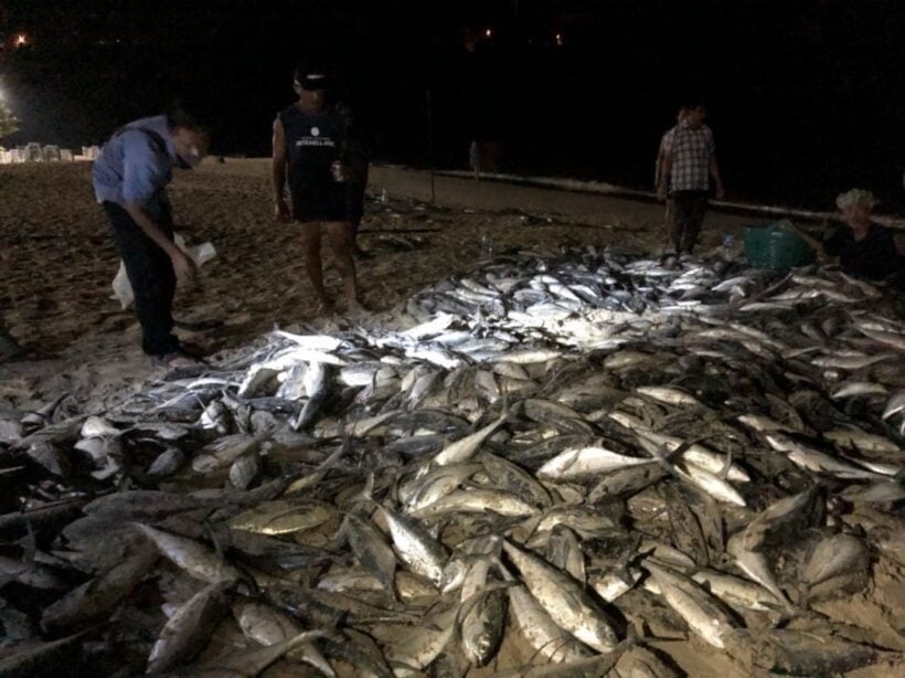 Many fish caught at Nai Harn Beach – normal phenomenon