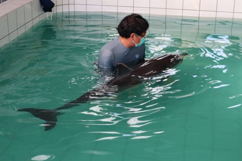 Injured dolphin from Nai Yang Beach still in critical condition