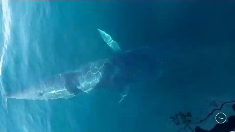 Big whale sighted off Phuket – VIDEO