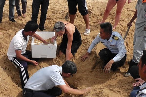 89 leatherback turtle eggs moved to safe area on beach