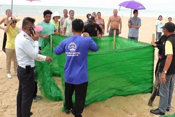 89 leatherback turtle eggs moved to safe area on beach | News by Thaiger