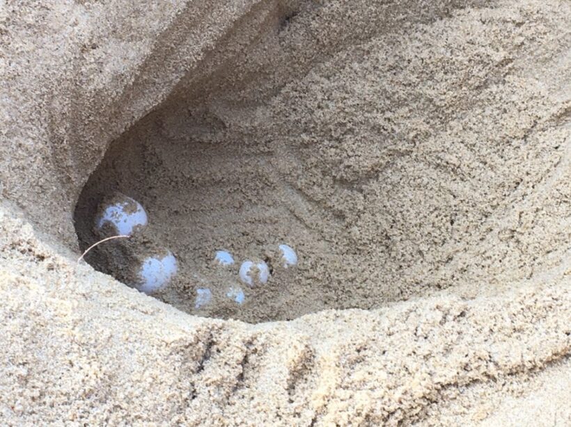 More leather back sea turtle eggs found at a Phang Nga beach