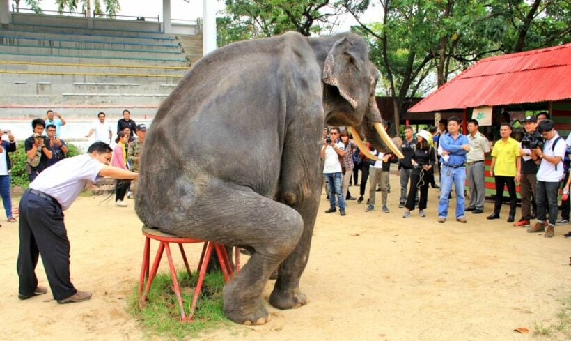 Samut Prakan zoo denies mistreatment of elephant