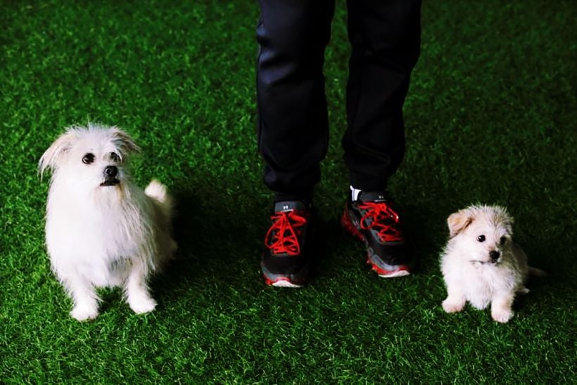 Dog cloning service in China starts at 1.8 million baht