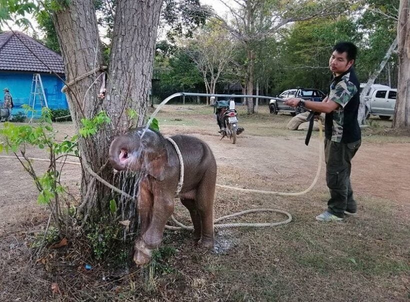 Baby elephant saved after being snared in a hunter’s trap