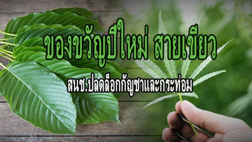 สนช.ปลดล็อกกัญชา-กระท่อม รอกำหนดโซนปลูกและเสพ | The Thaiger
