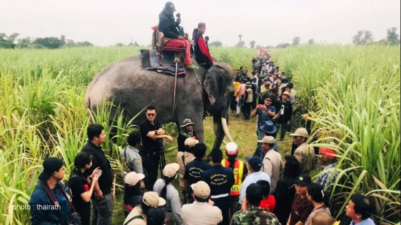 Elephants help search for missing Burmese boy