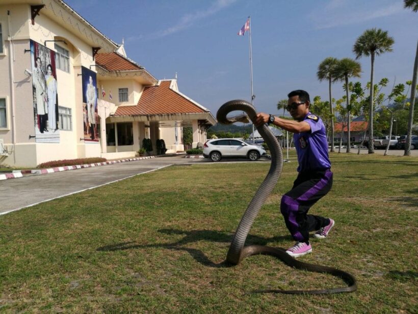 Five metre king cobra caught with bare hands in Krabi