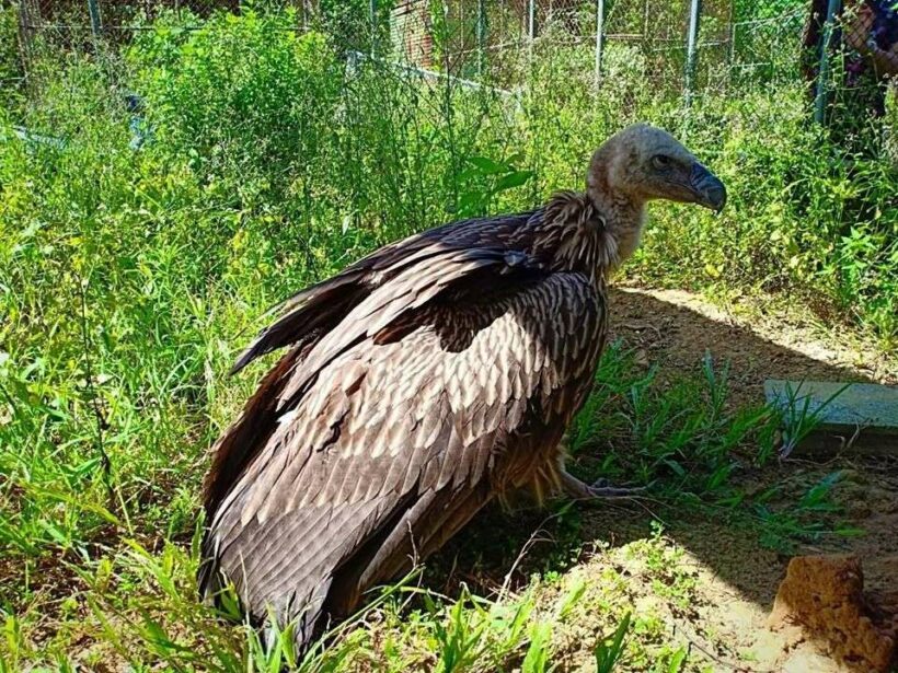 Himalayan griffon vulture found in a Krabi rubber plantation after storm | News by Thaiger